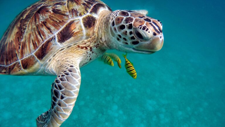 Snorkelen Curacao