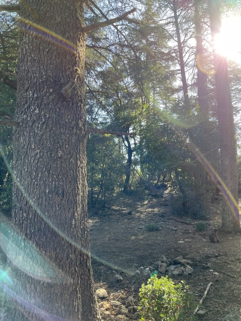Ifran nationaal park Marokko