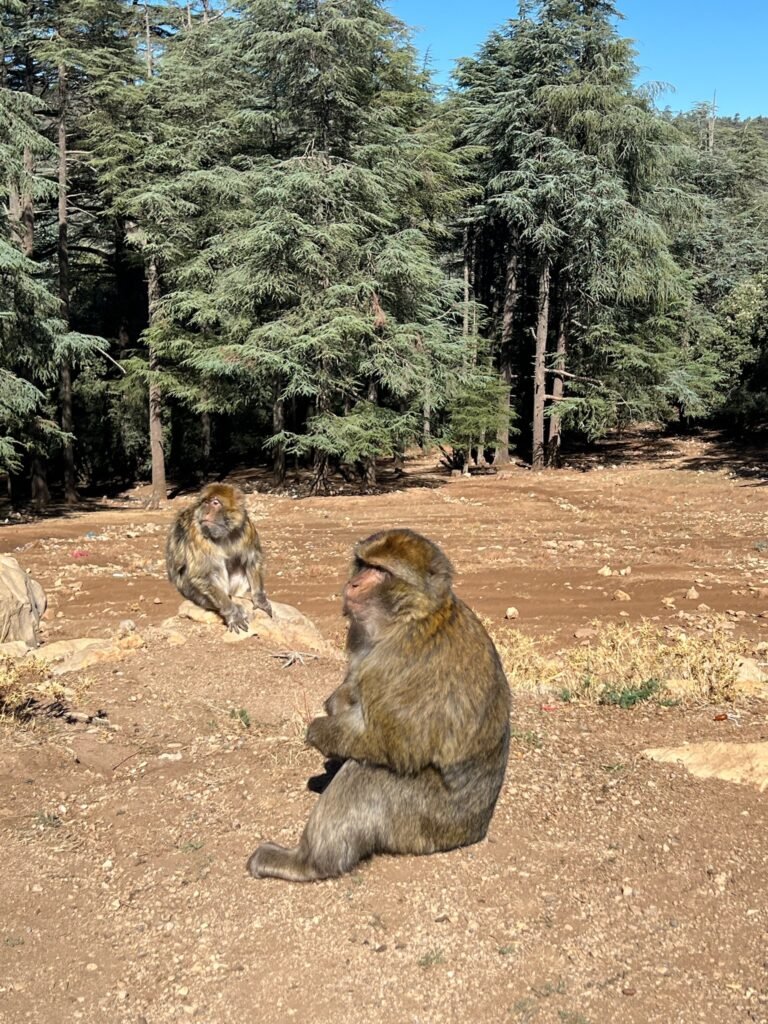 Berberapen Ifrane Marokko