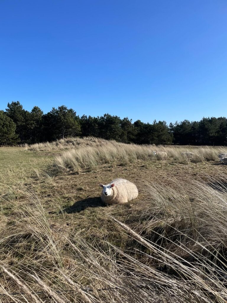 Fietsen Ameland